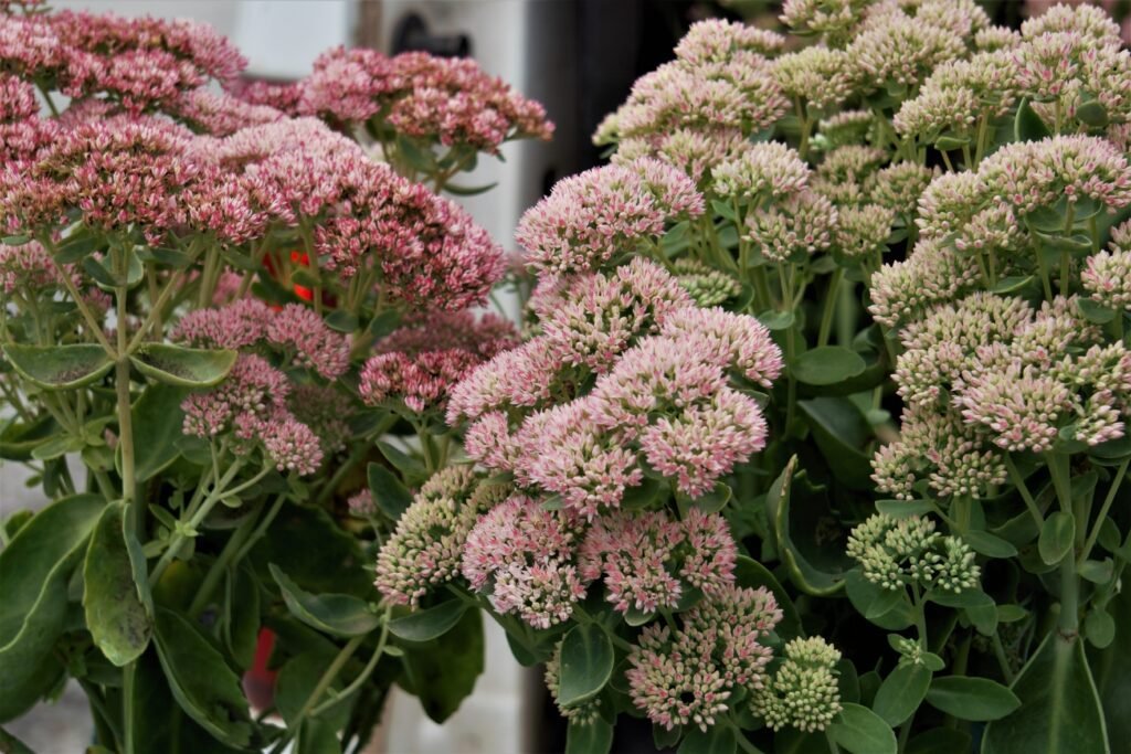 autumn joy stonecrop plant