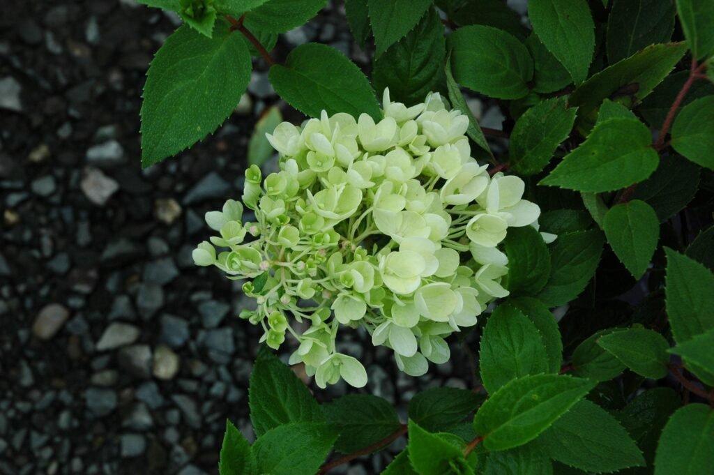 bombshell hydrangea (22)
