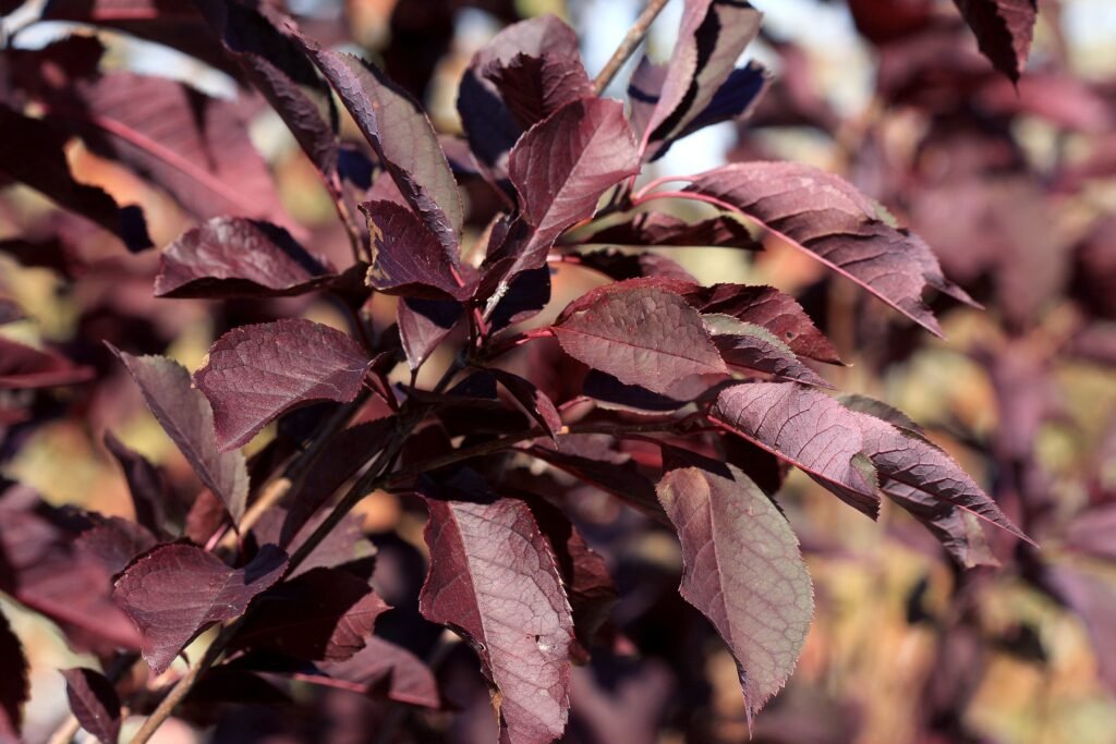 canada red select chokecherry foliage