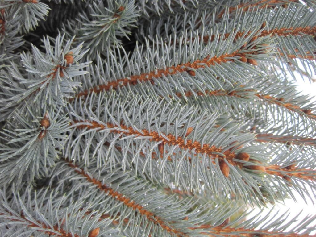 fastigiata spruce foliage (5)