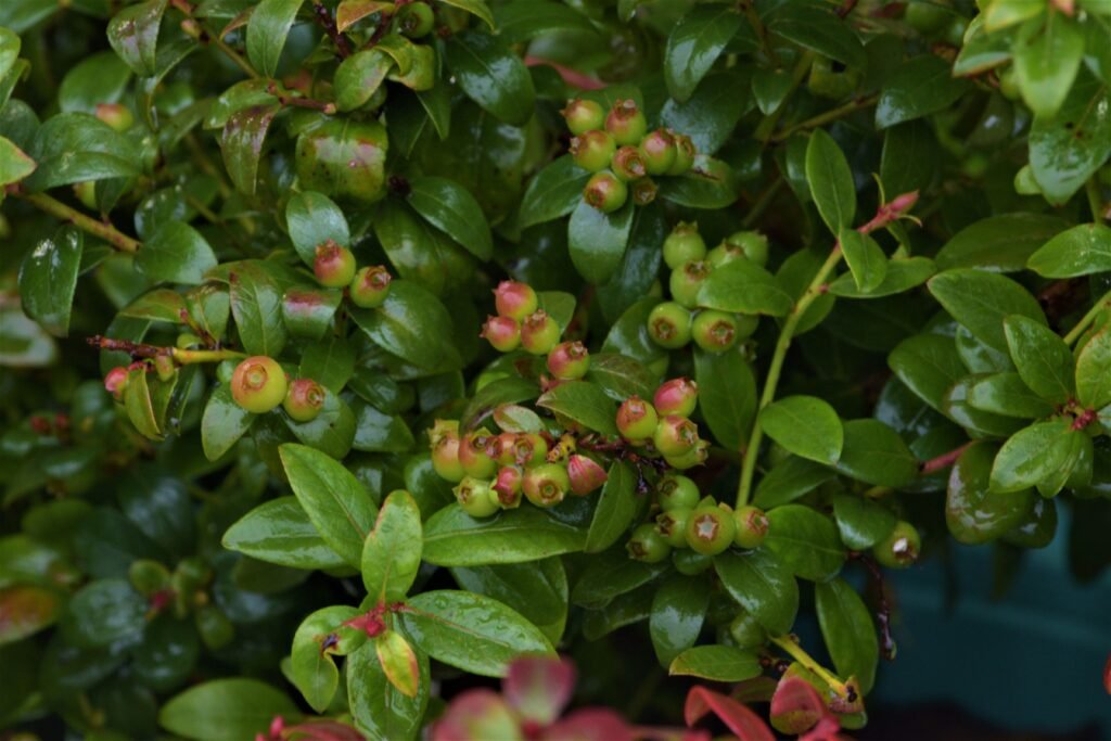 glaze berries