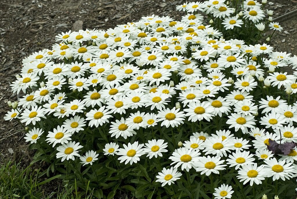 leucanthemum snowcap bloom 10970