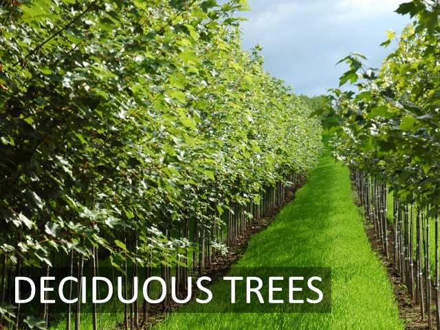 deciduous01