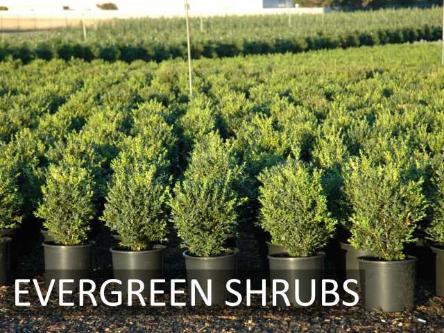 evergreen shrubs01