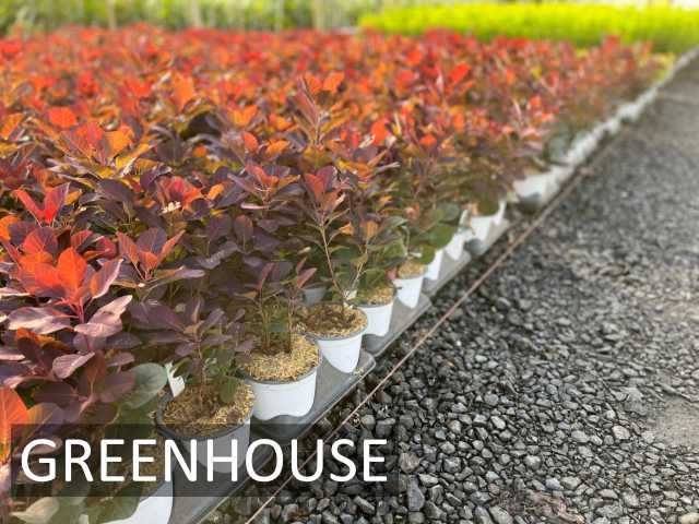 greenhouse01