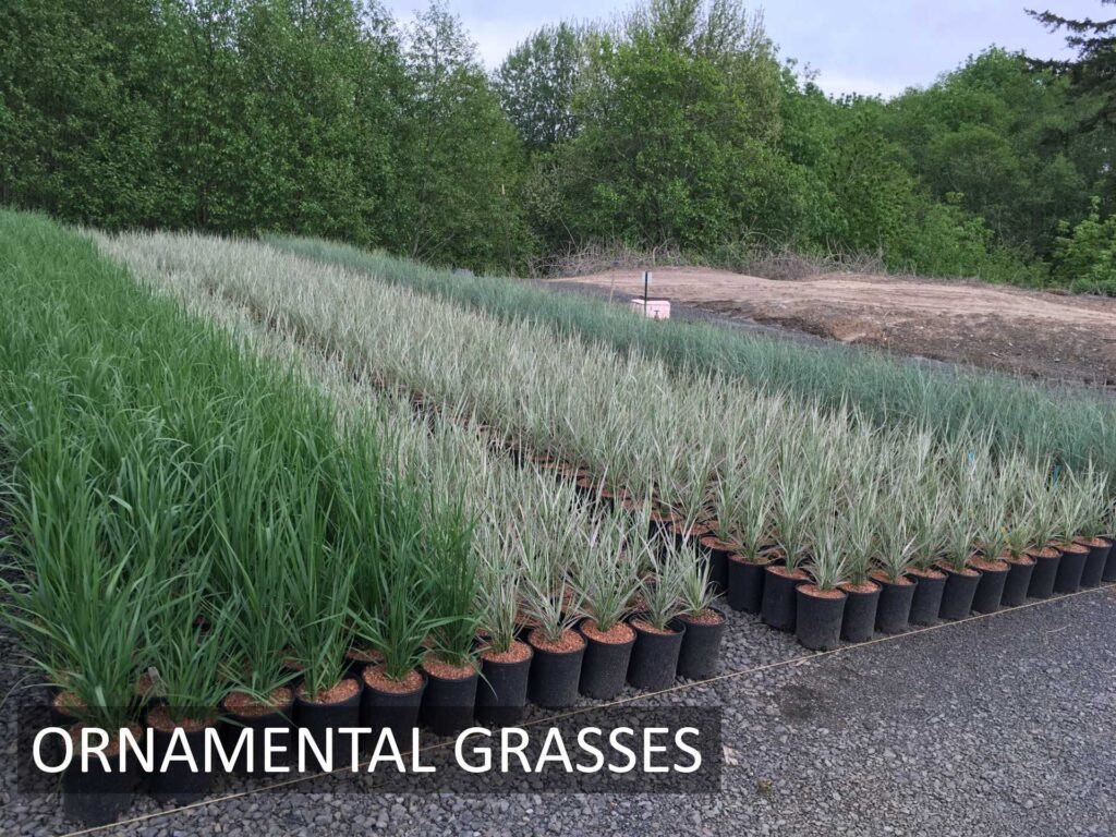 grasses01