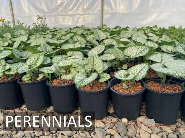 perennials01
