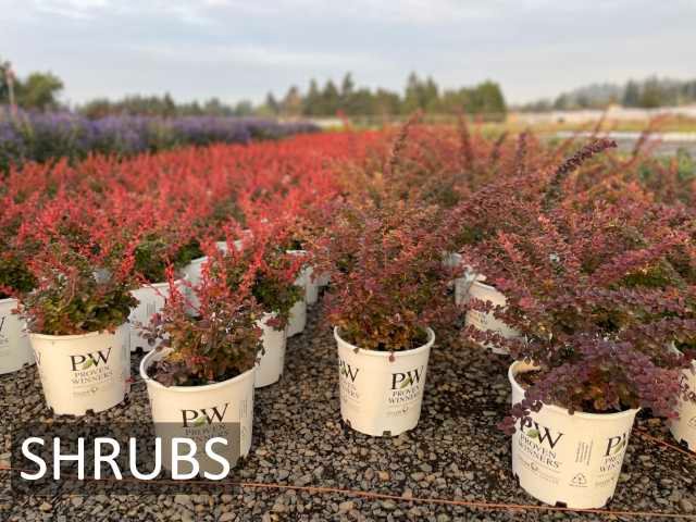 shrubs